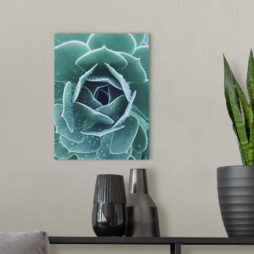 A modern room featuring Succulent With Dew