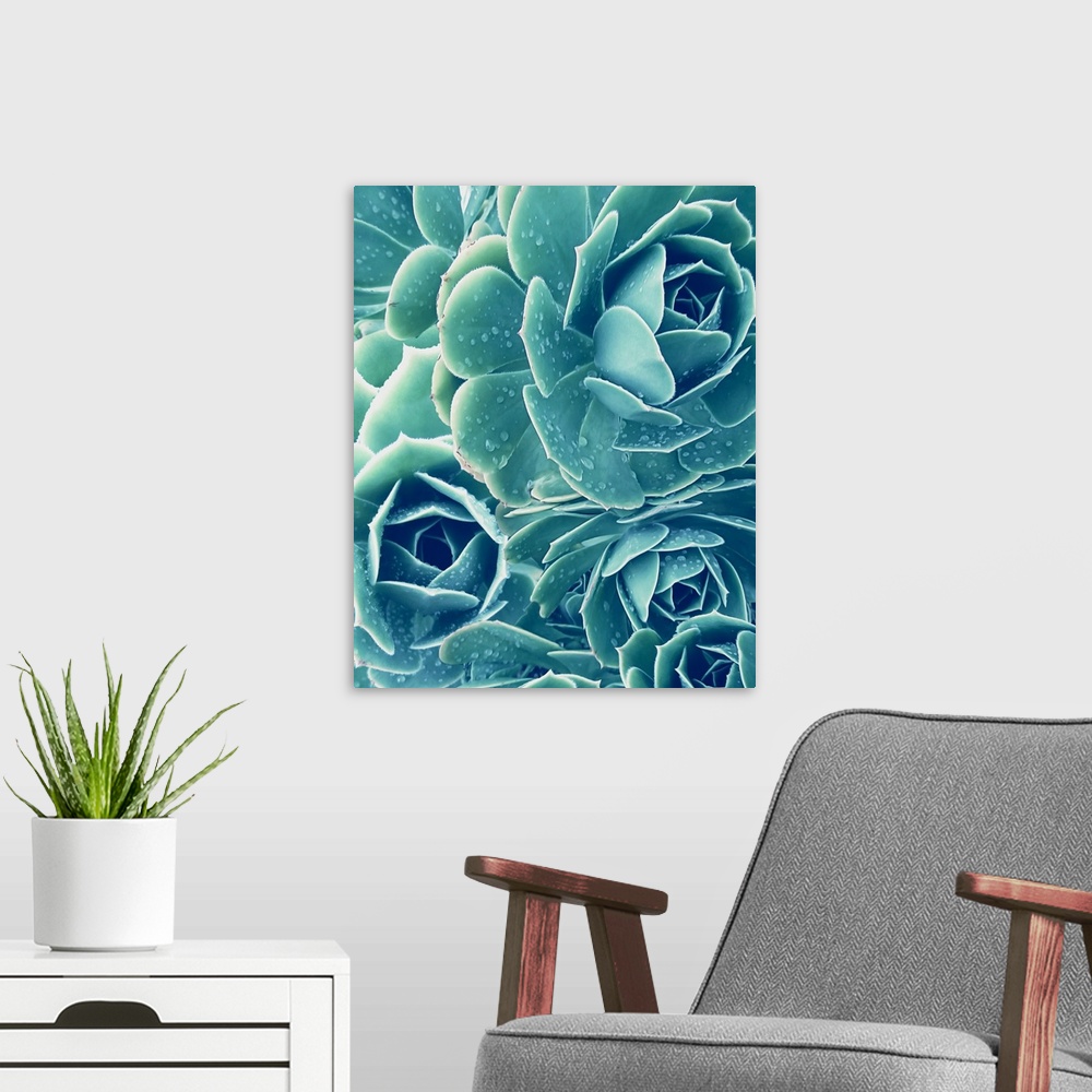 A modern room featuring SucculentsWith Dew 2