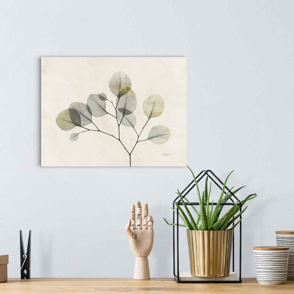 A bohemian room featuring Sunkissed Eucalyptus 2