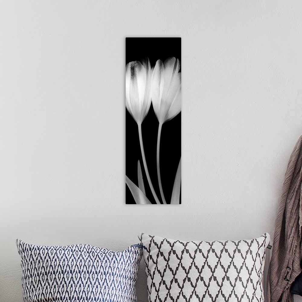 A bohemian room featuring Vertical x-ray photograph of two tulips on a dark background.