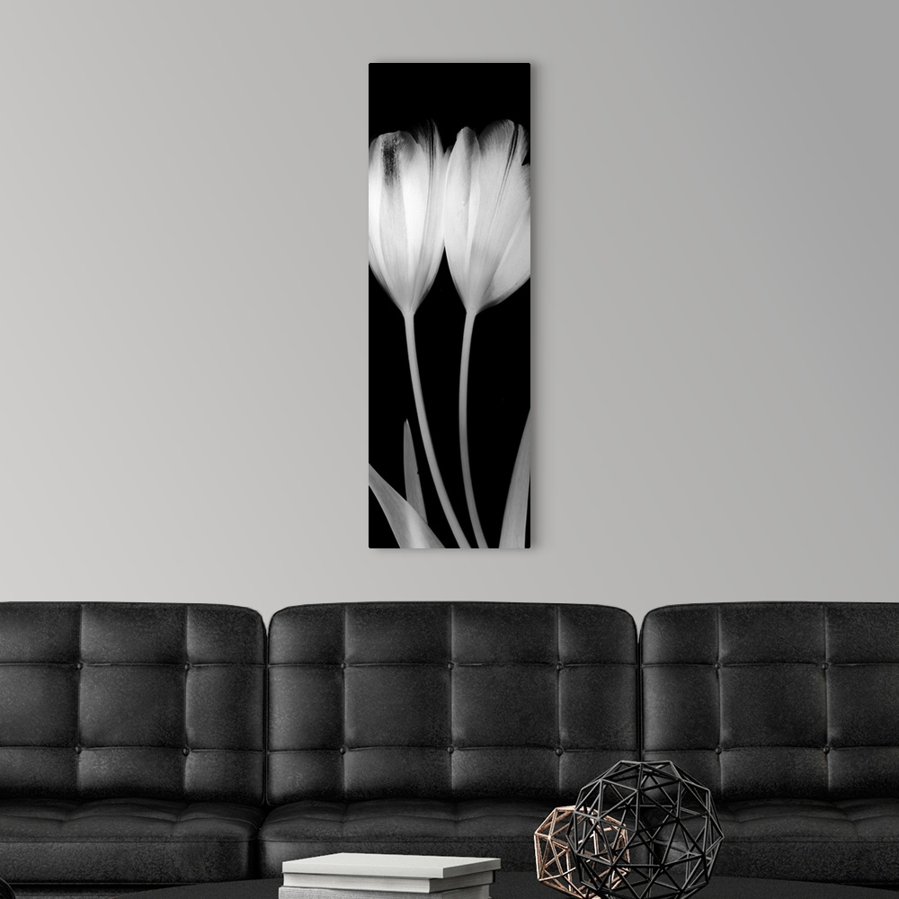 A modern room featuring Vertical x-ray photograph of two tulips on a dark background.