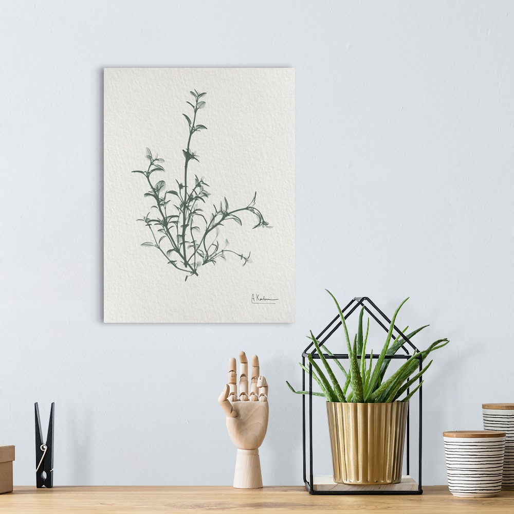 A bohemian room featuring An x-ray photograph of sprigs of thyme on a watercolor paper background. A very simple image that...