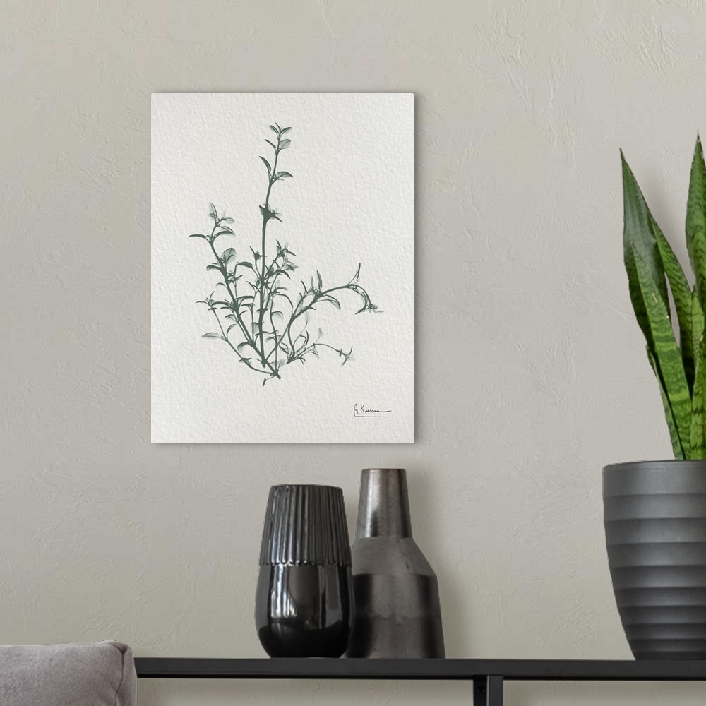 A modern room featuring An x-ray photograph of sprigs of thyme on a watercolor paper background. A very simple image that...