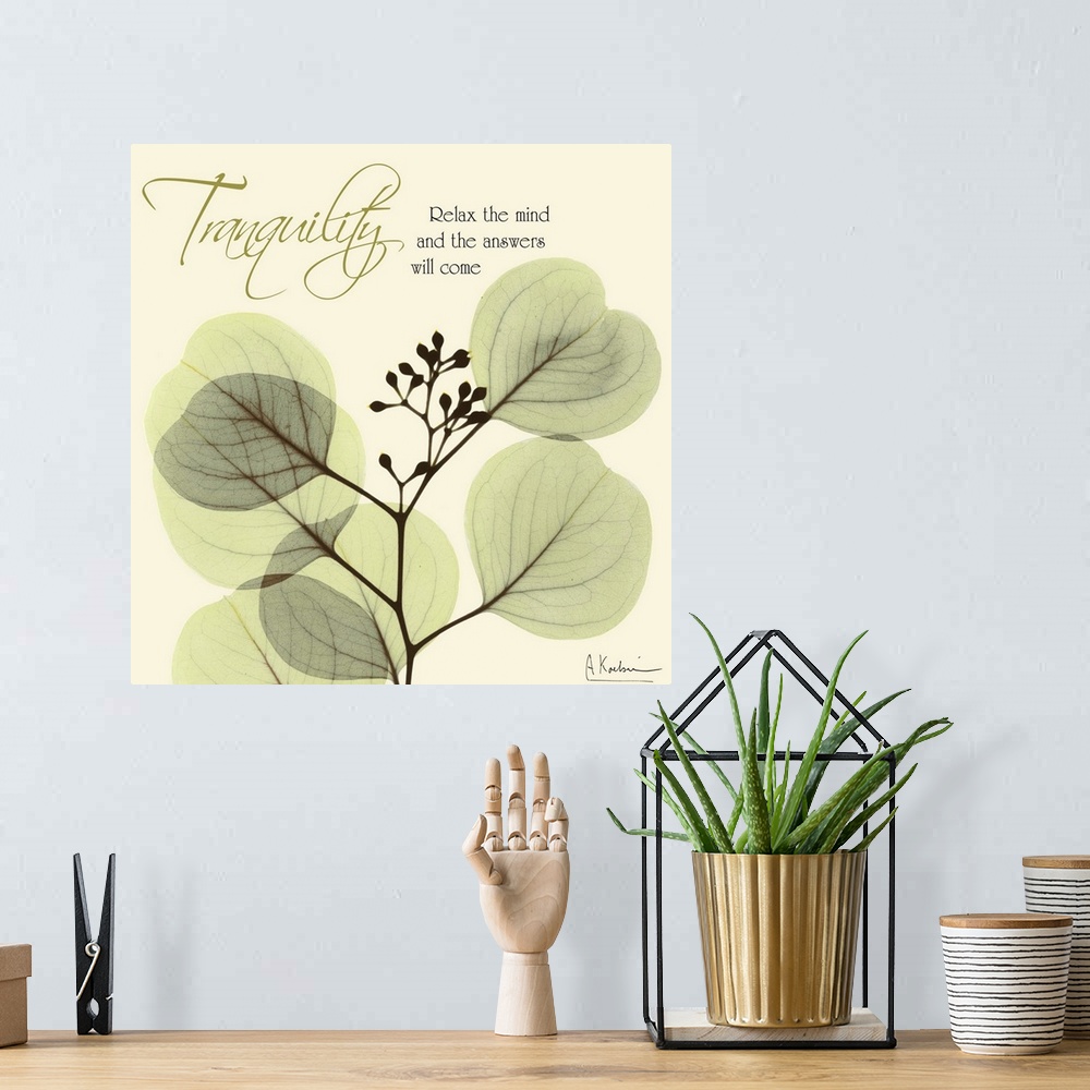 A bohemian room featuring Tranquility Eucalyptus x-ray photography