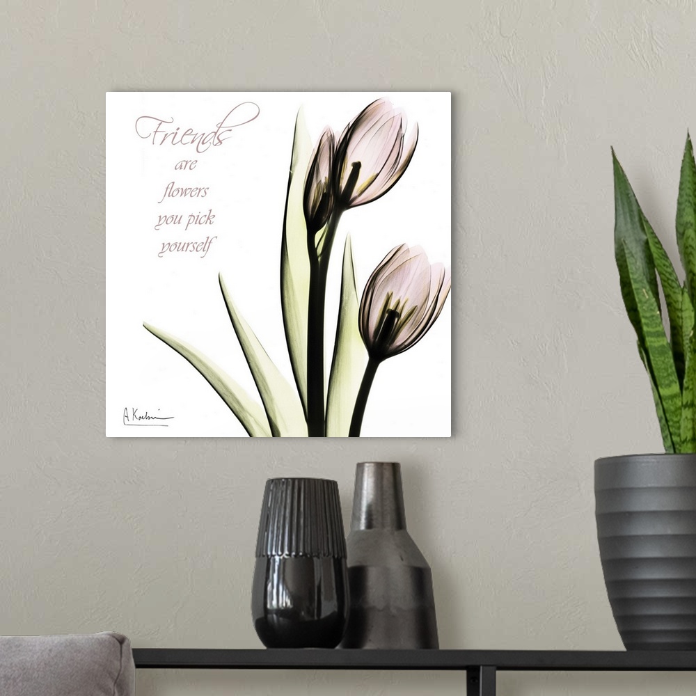 A modern room featuring Tulip Friends x-ray photography