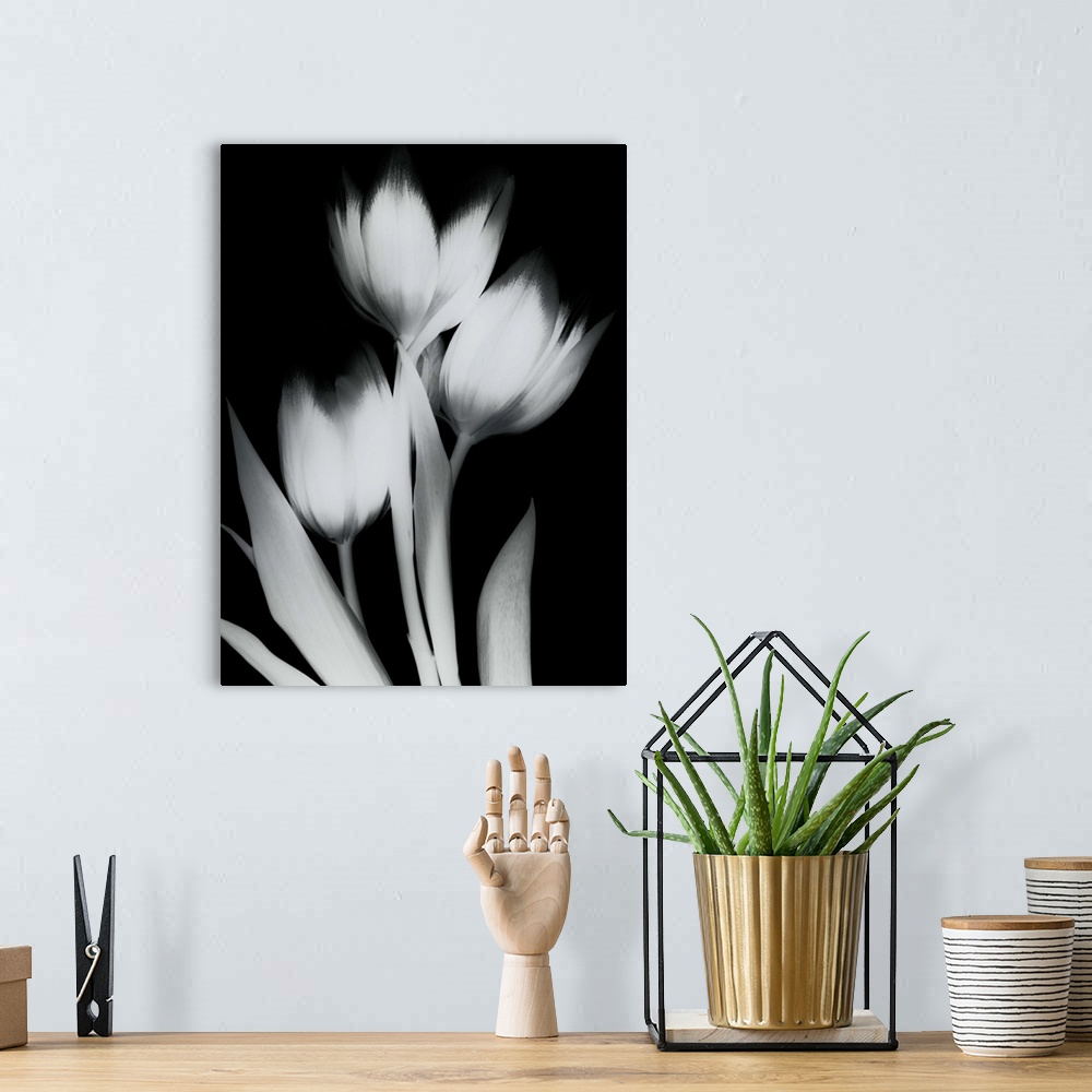 A bohemian room featuring Vertical x-ray photograph of three tulips against a dark background.