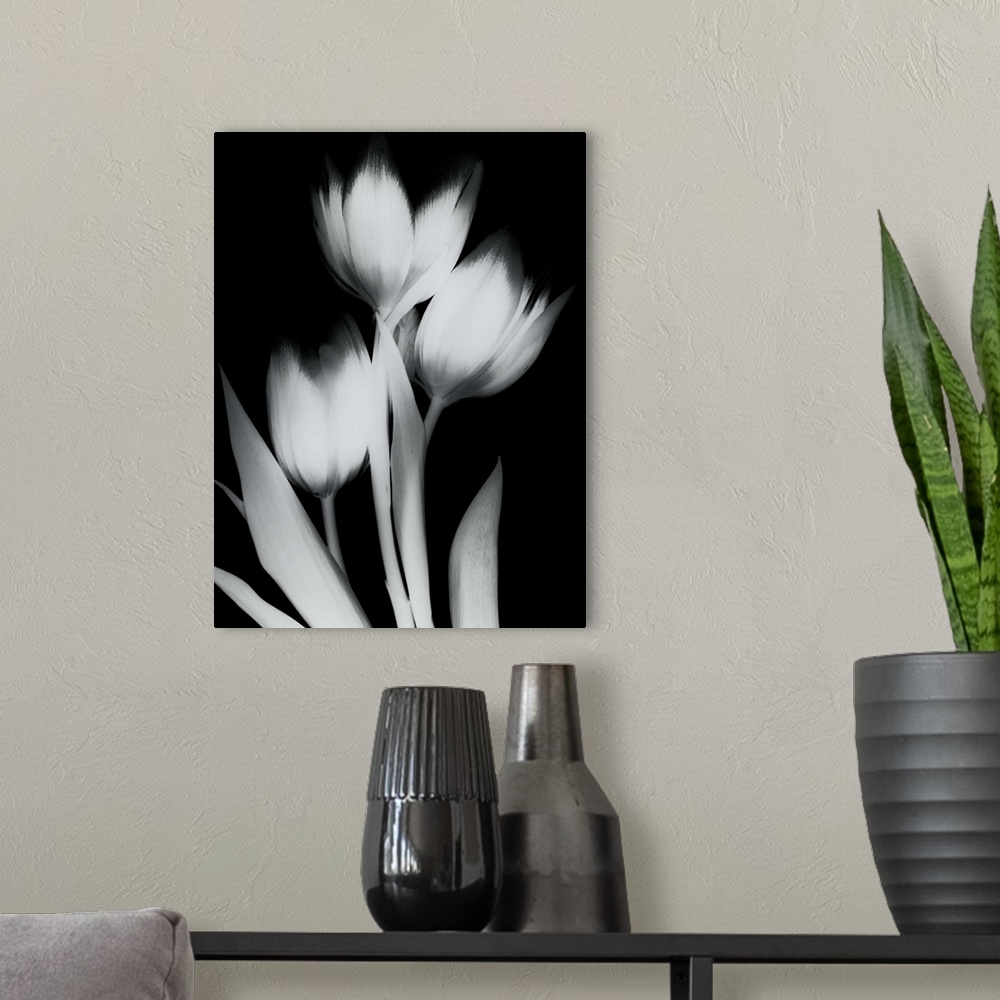 A modern room featuring Vertical x-ray photograph of three tulips against a dark background.