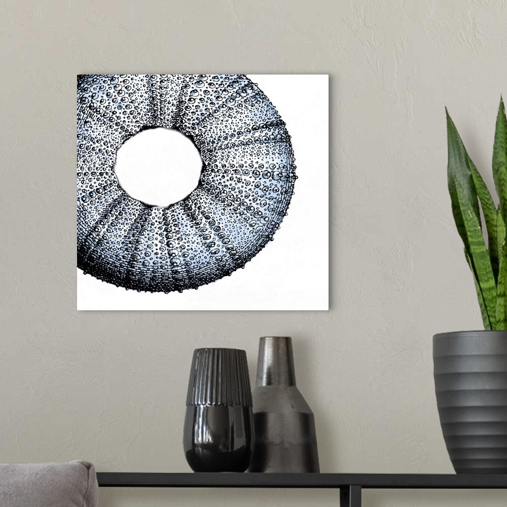 A modern room featuring Illustration of a detailed sea urchin shell.