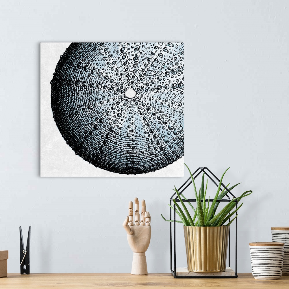 A bohemian room featuring Illustration of a detailed sea urchin shell.