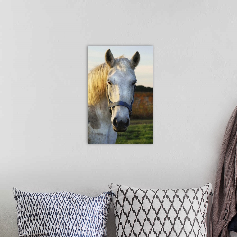 A bohemian room featuring Photograph of a white horse wearing a blue bridle, standing in sunlit field.