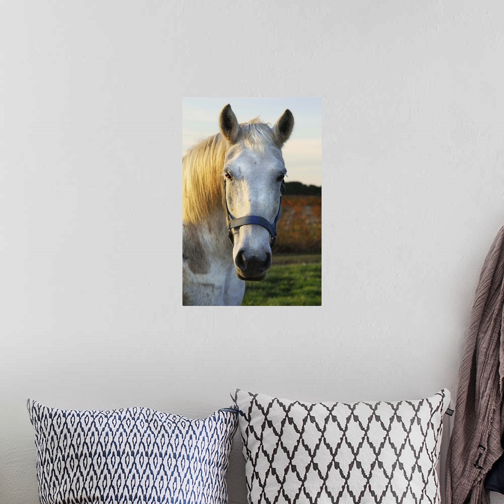 A bohemian room featuring Photograph of a white horse wearing a blue bridle, standing in sunlit field.