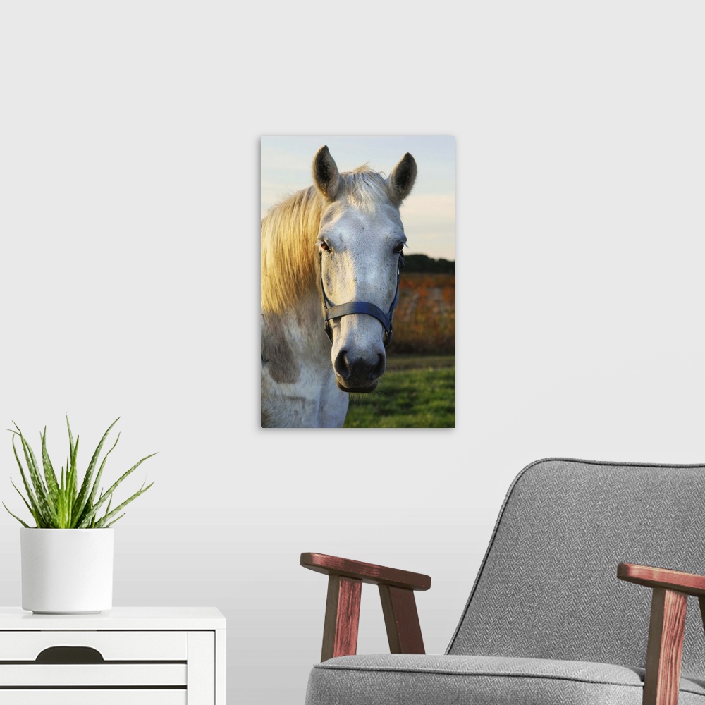 A modern room featuring Photograph of a white horse wearing a blue bridle, standing in sunlit field.