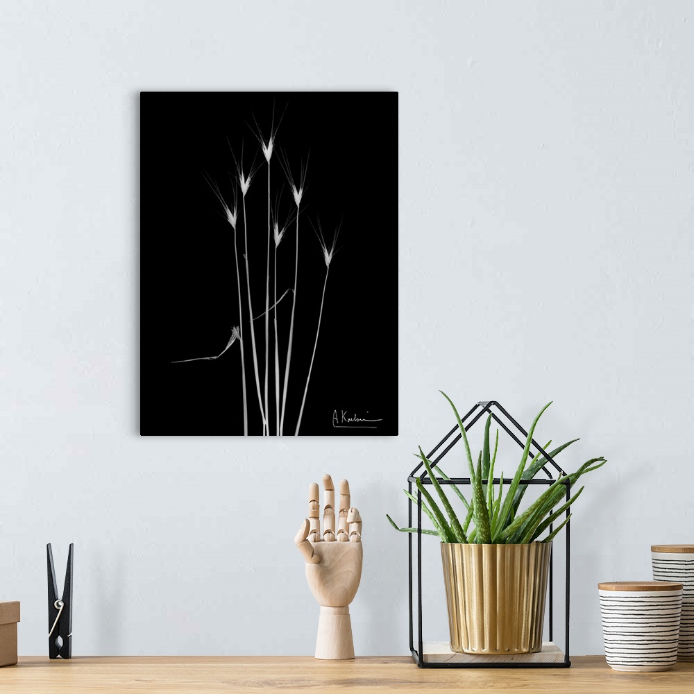 A bohemian room featuring X-Ray photograph of six blades of wild grass against a black background.
