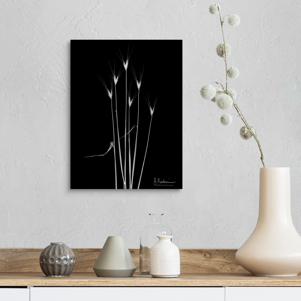 A farmhouse room featuring X-Ray photograph of six blades of wild grass against a black background.