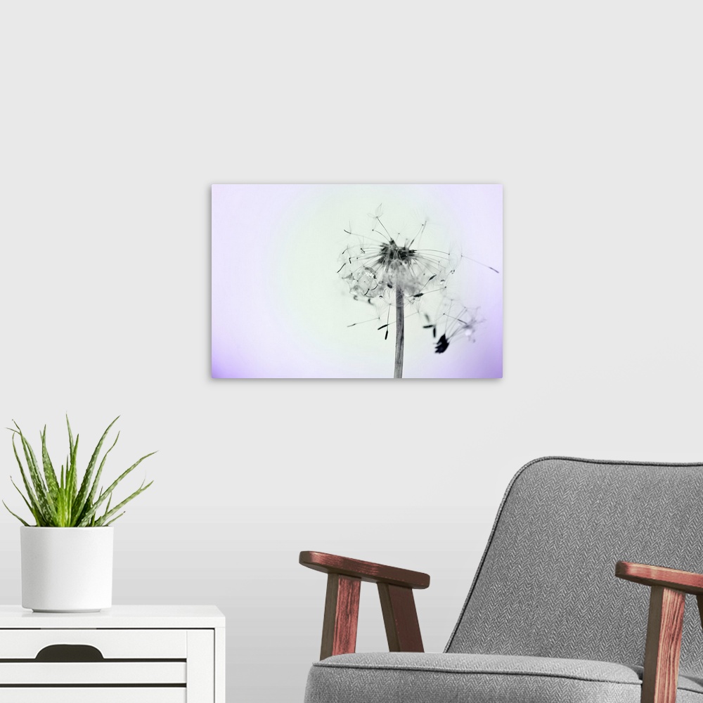 A modern room featuring Close up photo of a dandelion flower with seeds drifting off.