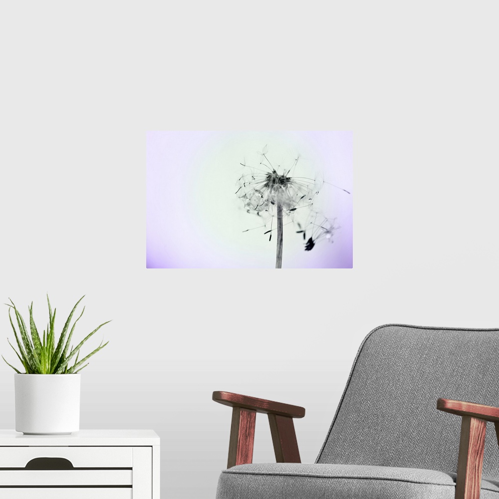 A modern room featuring Close up photo of a dandelion flower with seeds drifting off.