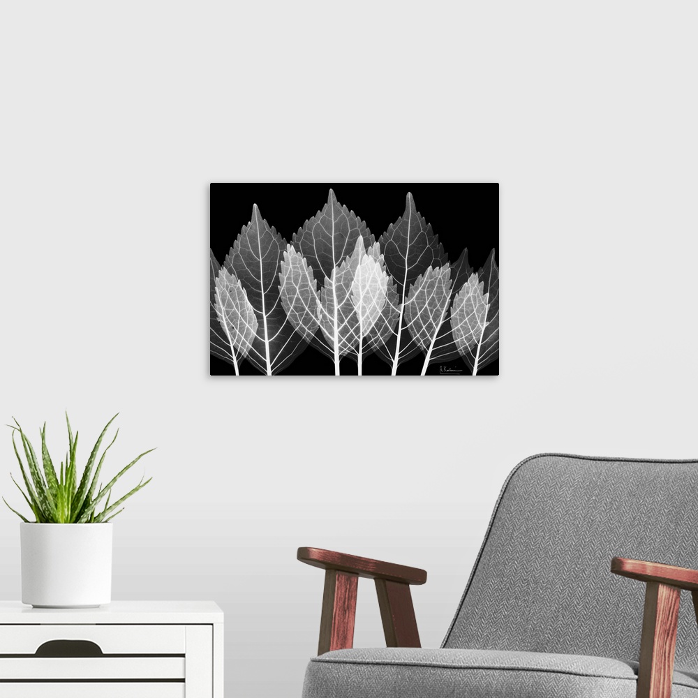 A modern room featuring X-Ray Leaves x-ray photography