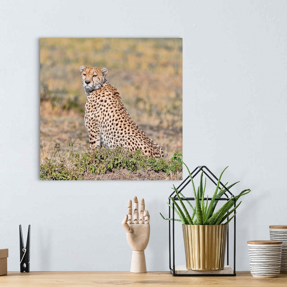 A bohemian room featuring A cheetah on the hunt in Maasai Mara National Park, Kenya, Africa