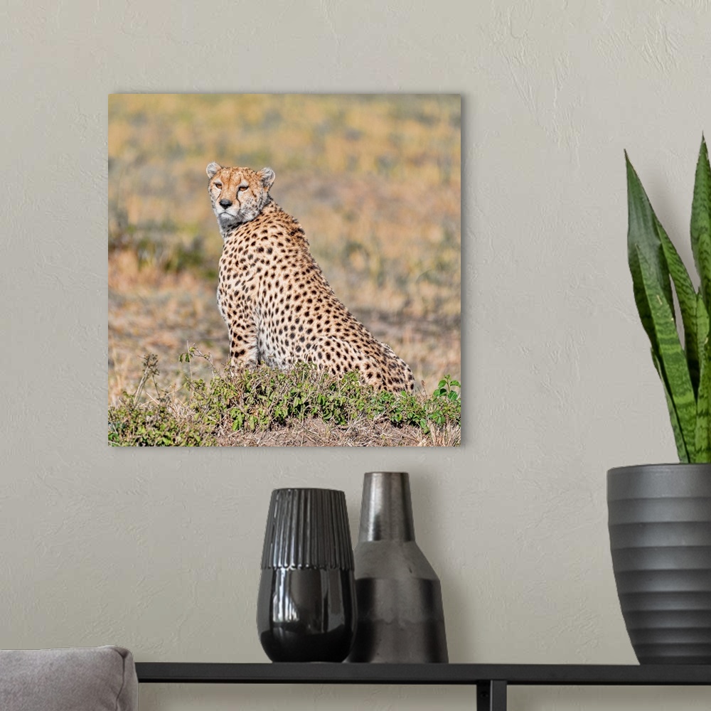 A modern room featuring A cheetah on the hunt in Maasai Mara National Park, Kenya, Africa