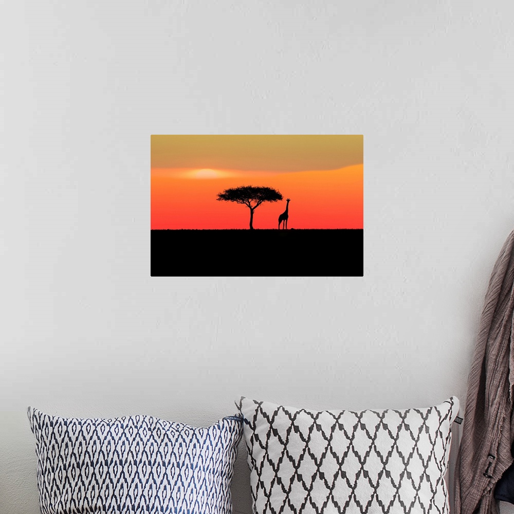 A bohemian room featuring A single acacia tree and a giraffe in Serengeti National Park, Tanzania, Africa.