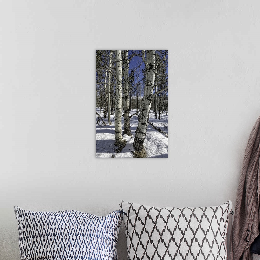 A bohemian room featuring Aspen Trees in Winter