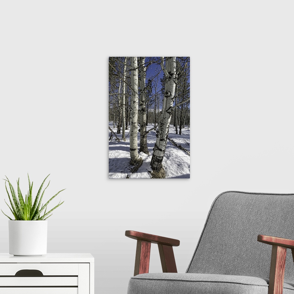 A modern room featuring Aspen Trees in Winter
