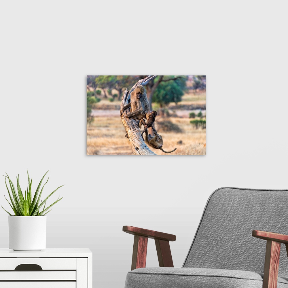 A modern room featuring Baboons in a tree. Serengeti, Tanzania, Africa.