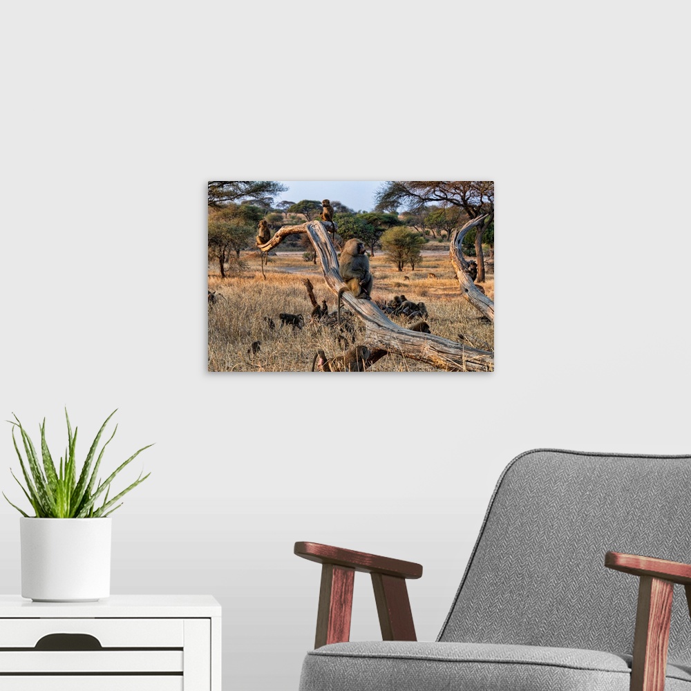 A modern room featuring A family of baboons playing and sitting in trees Serengeti, Africa.