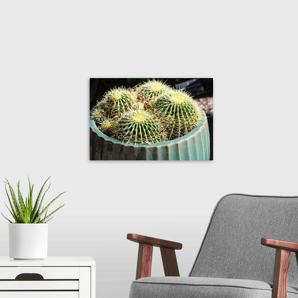 A modern room featuring Barrel cactus in pot - desert plants