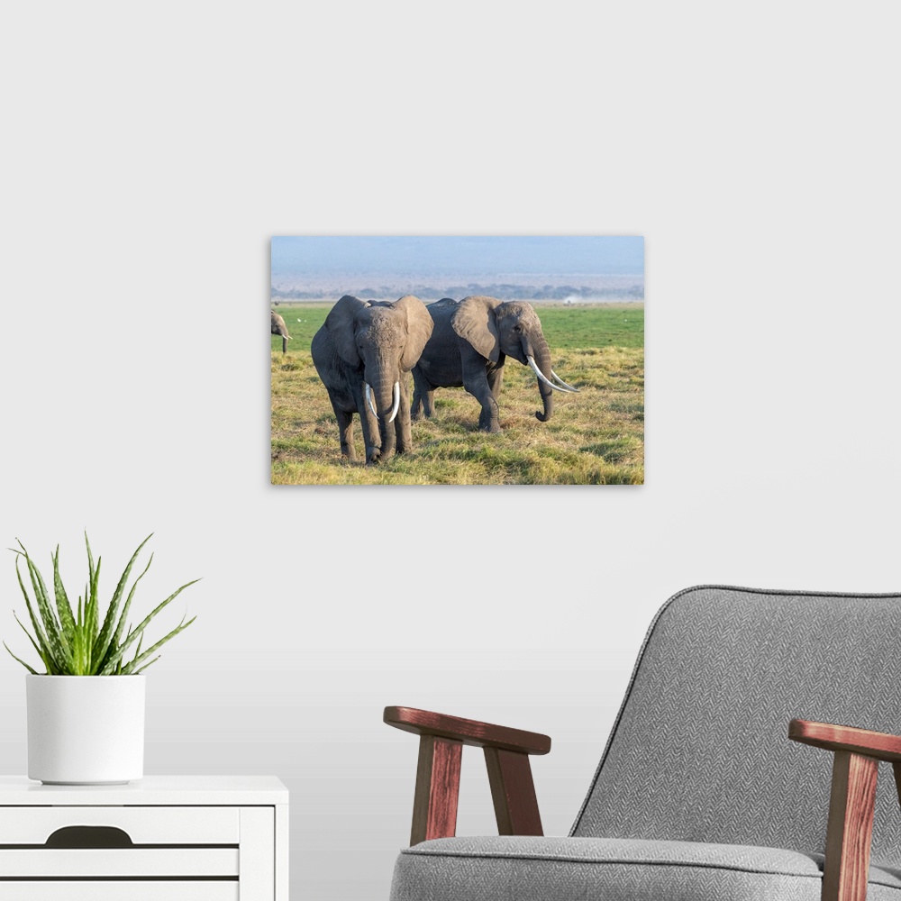 A modern room featuring Two large tusked elephants in Kenya, Africa
