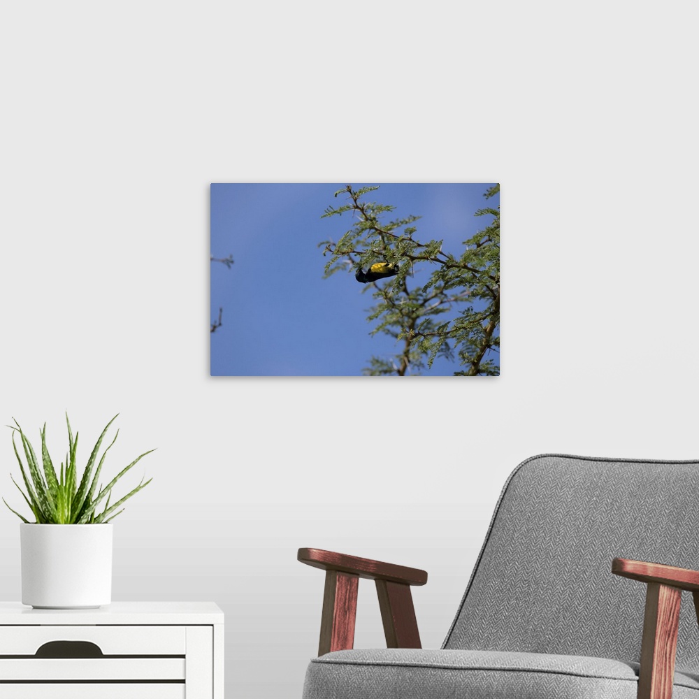 A modern room featuring Bird In A Tree