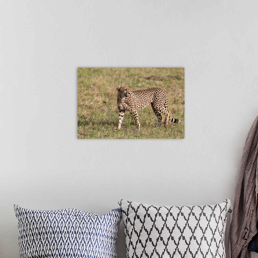 A bohemian room featuring A Cheetah in Serengeti, Tanzania, is on the move looking for it's next meal.