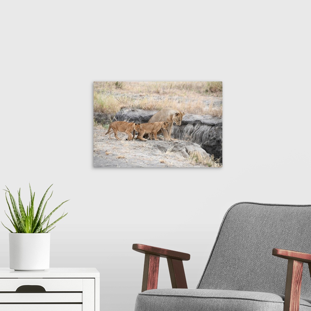 A modern room featuring A female lion and her cubs in Serengeti, Tanzania, Africa.