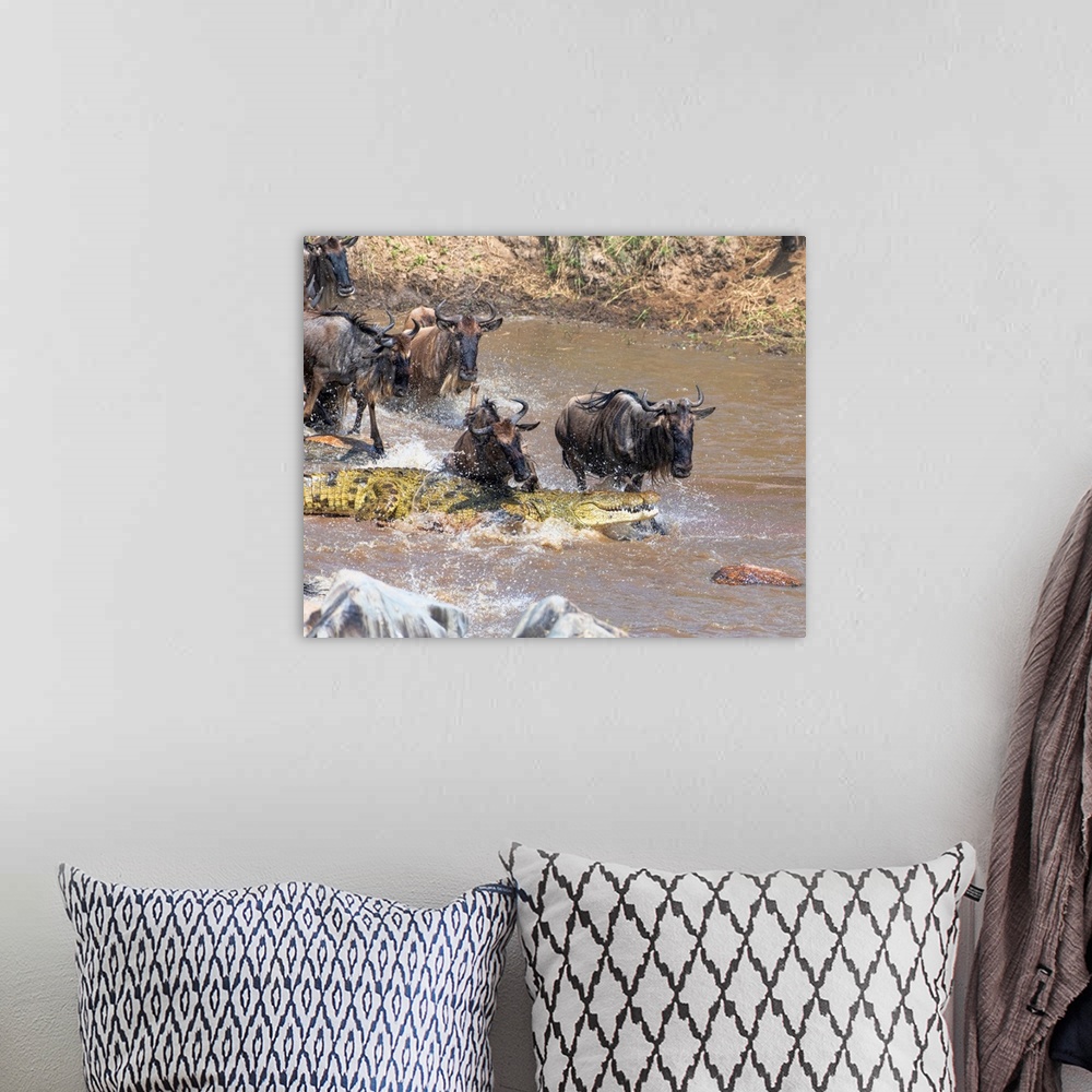A bohemian room featuring Wildebeests face danger crossing the Mara river in Tanzania, Africa during the great migration.
