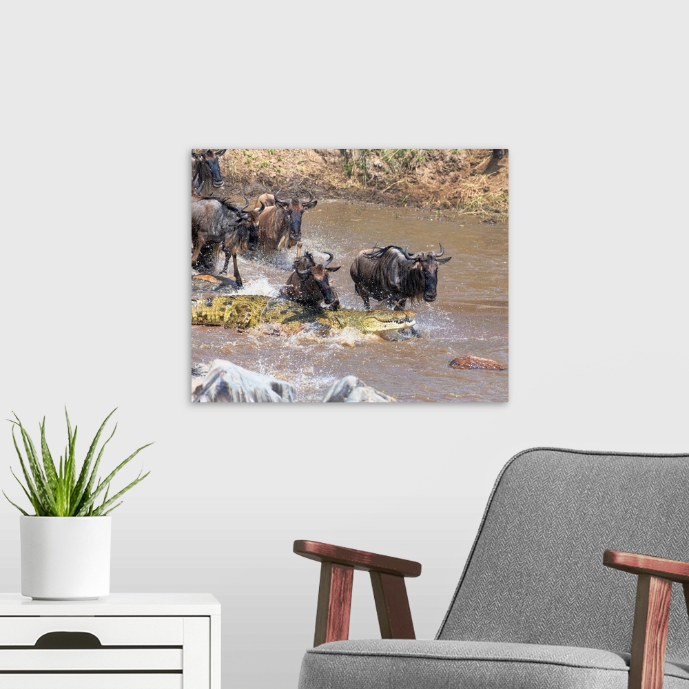 A modern room featuring Wildebeests face danger crossing the Mara river in Tanzania, Africa during the great migration.
