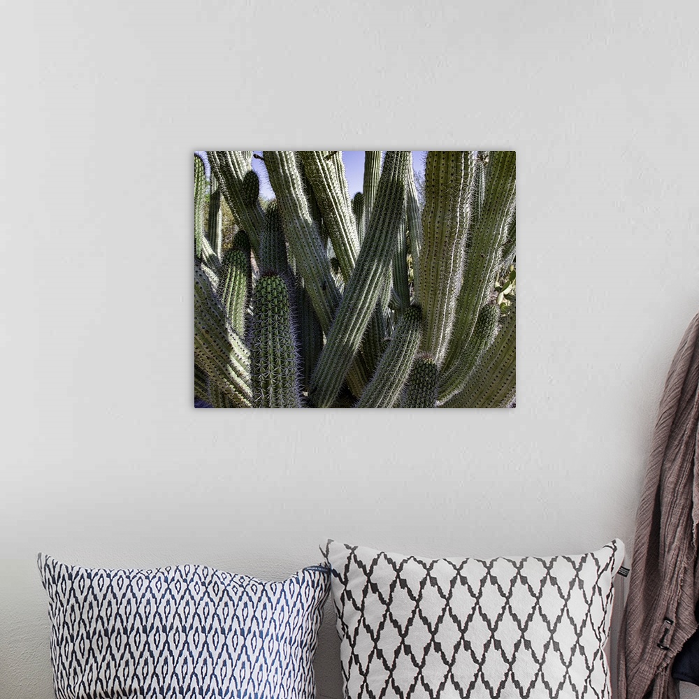 A bohemian room featuring Desert Cactus