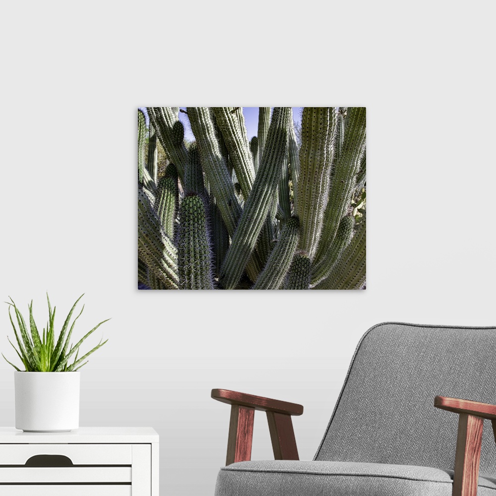 A modern room featuring Desert Cactus