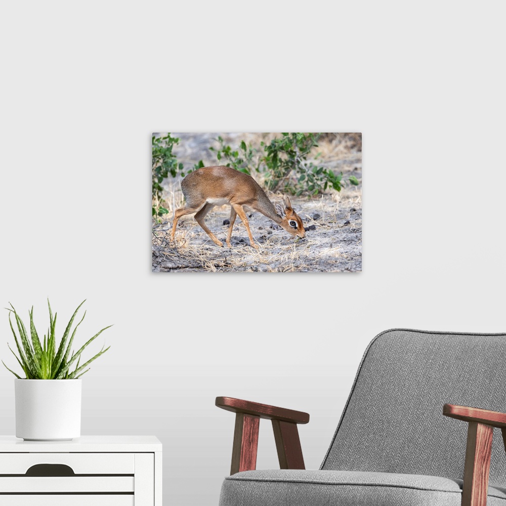 A modern room featuring A dik-dik is the name for any of four species of small antelope in the genus Madoqua that live in...