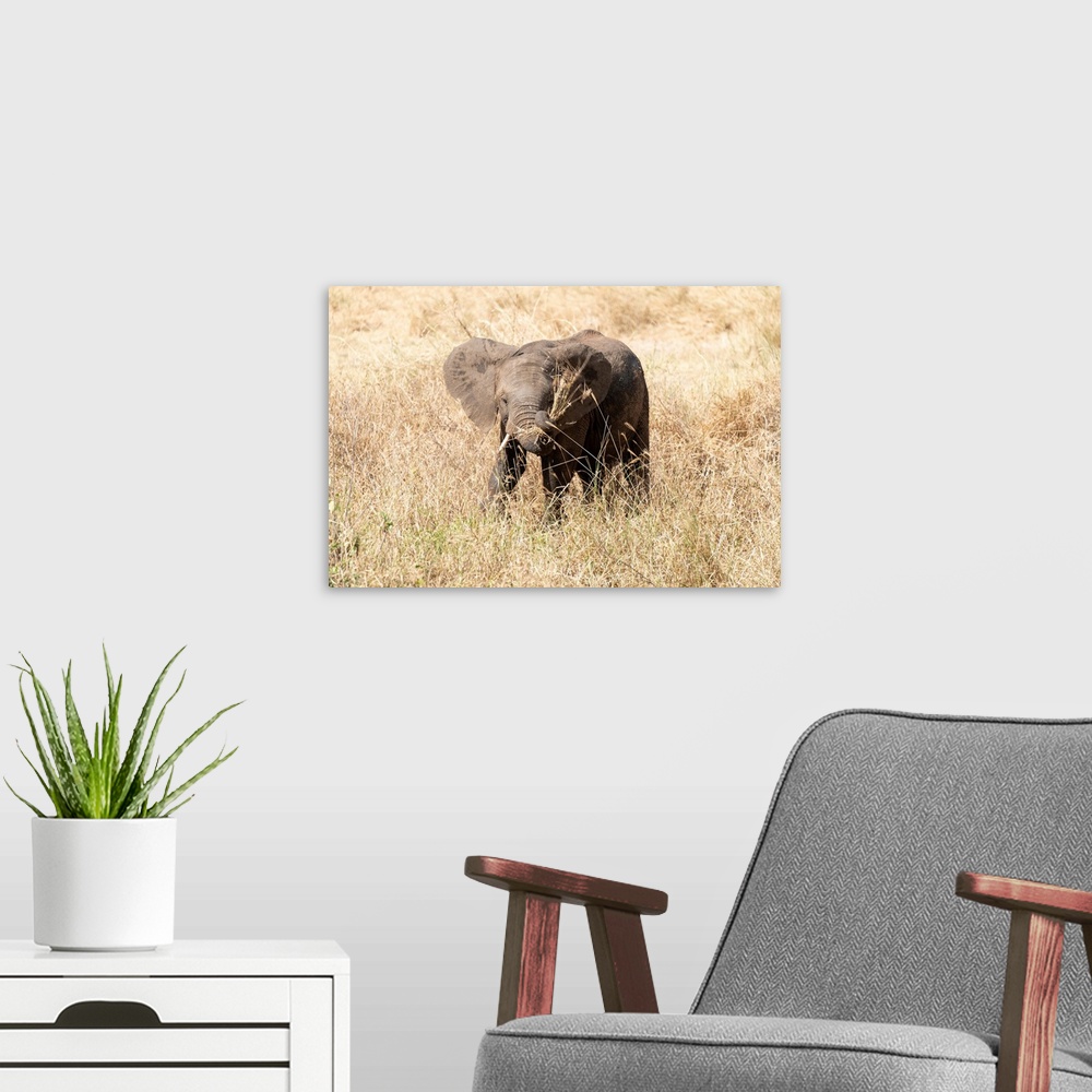 A modern room featuring Elephant eating dry grasses. Serengeti, Tanzania, Africa.