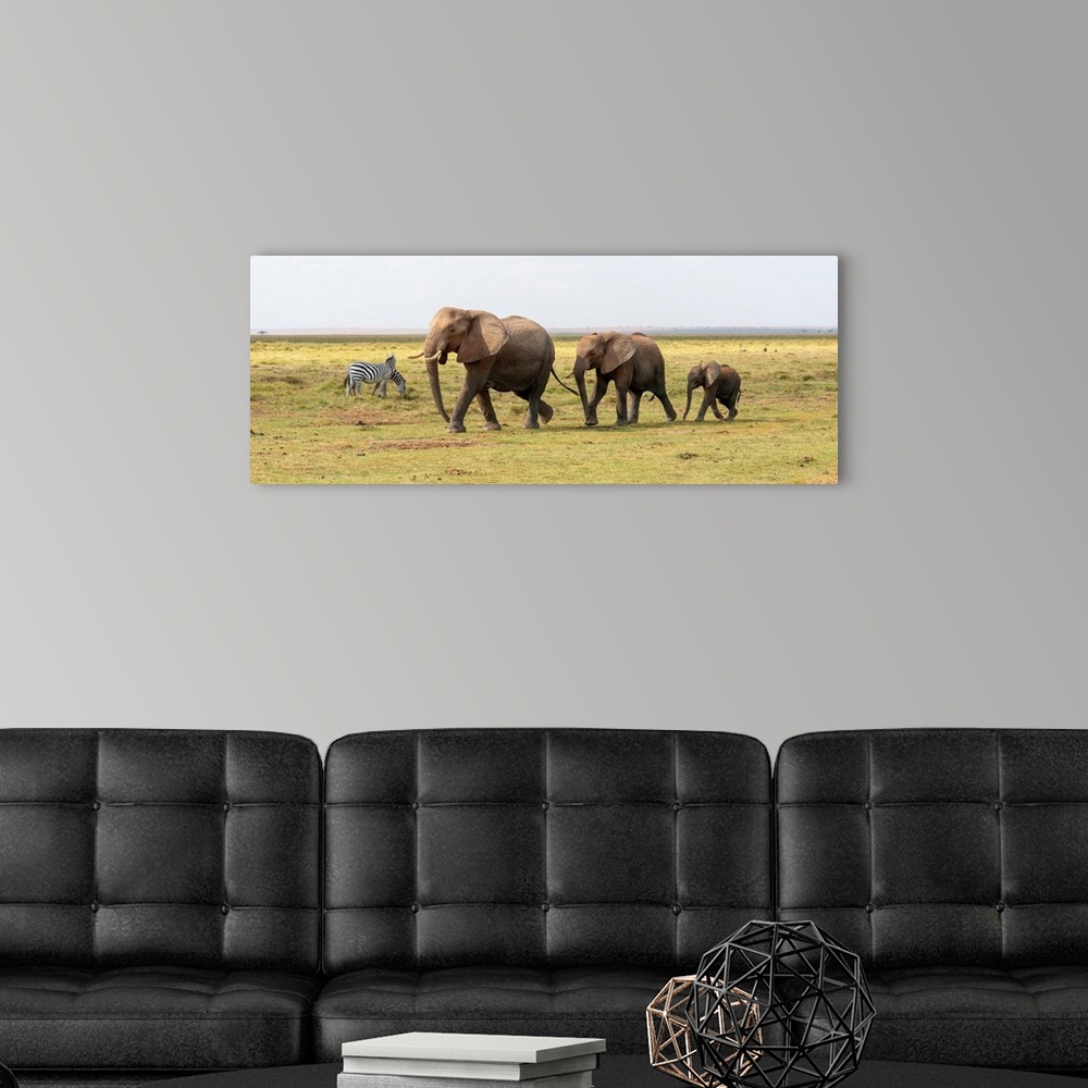 A modern room featuring Three elephants walking in Kenya, Africa