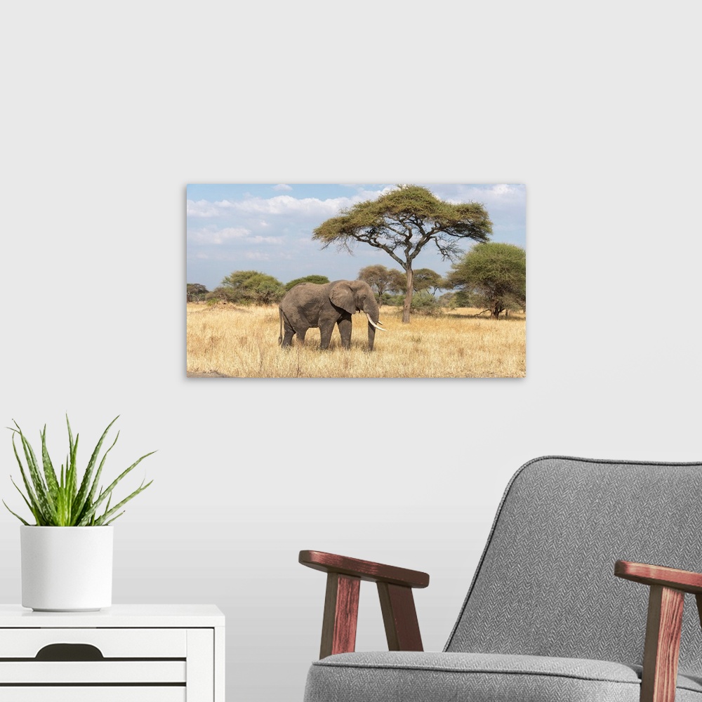 A modern room featuring A lone elephant in tall dry Serengeti grass.