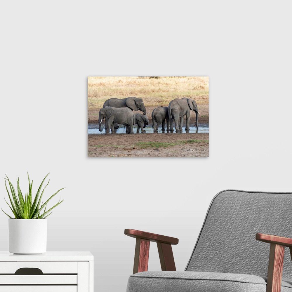 A modern room featuring Several elephants enjoying the coolness of a watering hole in Tanzania, Africa.