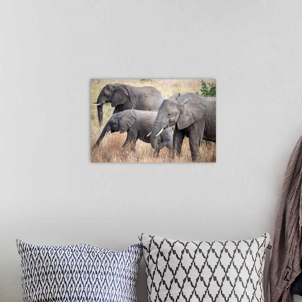 A bohemian room featuring Elephant eating dry grasses. Serengeti, Tanzania, Africa.
