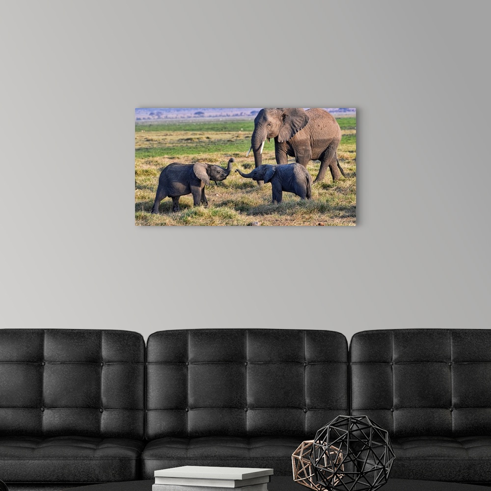 A modern room featuring Several elephants in Kenya, Africa