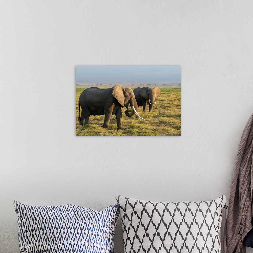 A bohemian room featuring Several elephants in Kenya, Africa