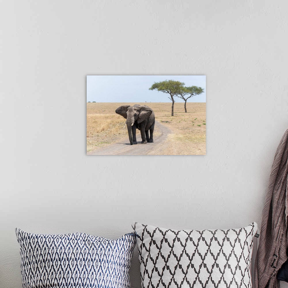 A bohemian room featuring A lone elephant in Serengeti National Preserve, Tanzania, Africa.