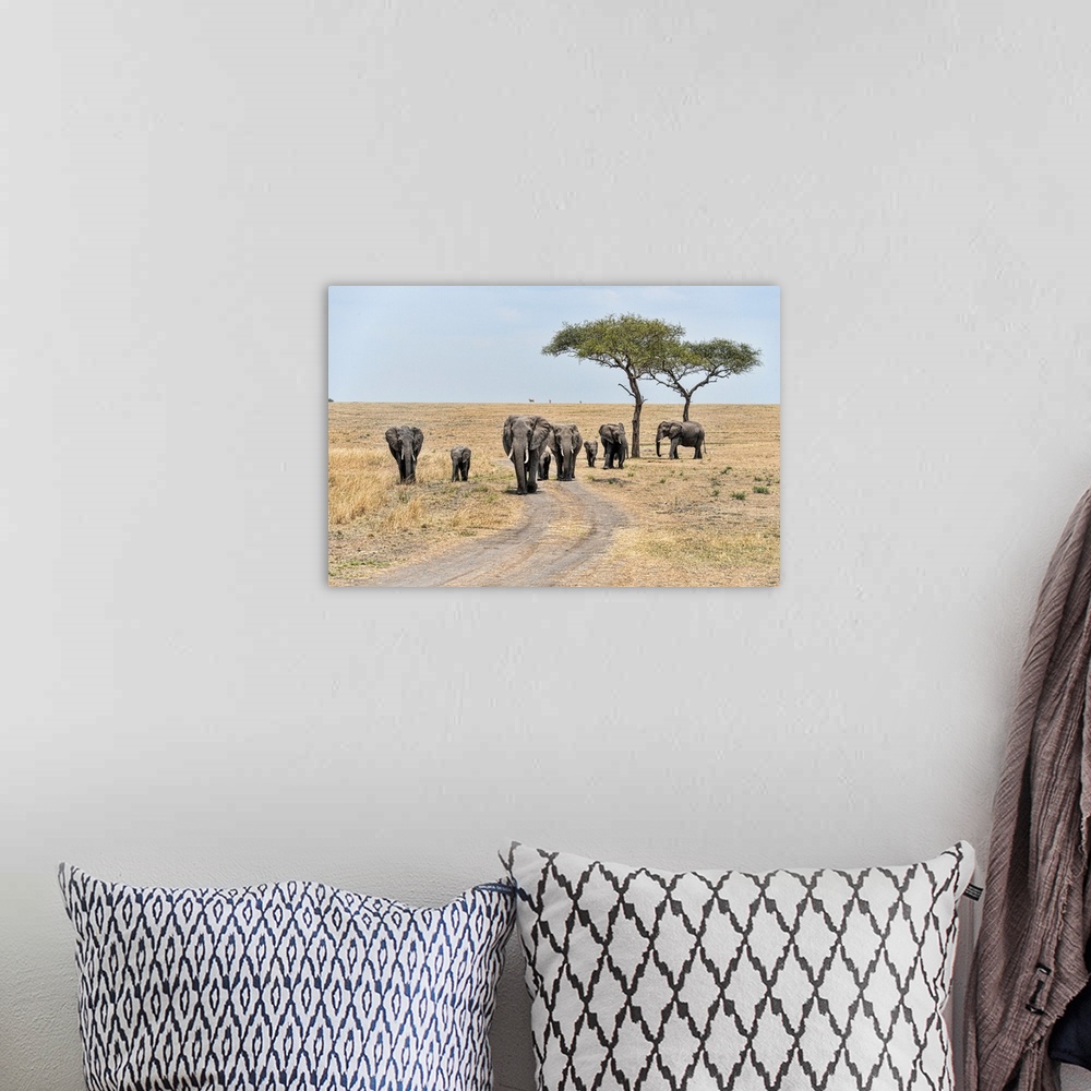 A bohemian room featuring A family of elephants in Serengeti National Preserve, Tanzania, Africa.