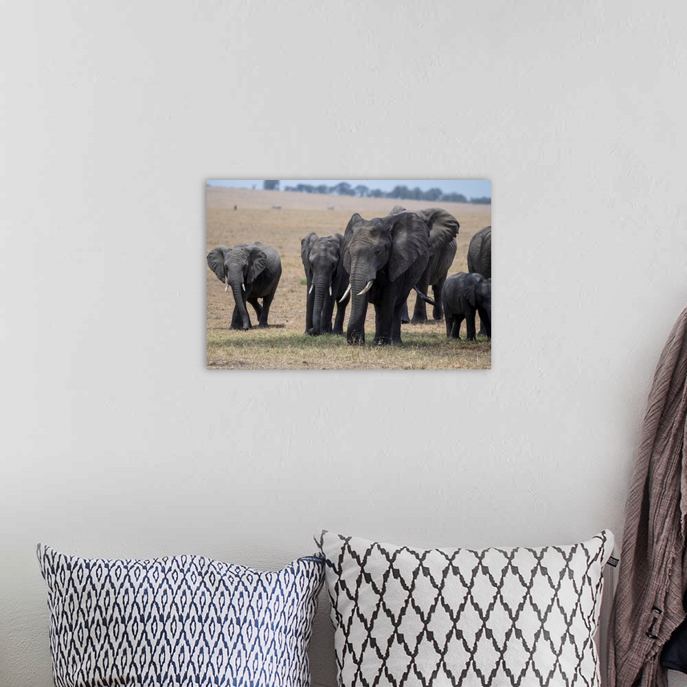 A bohemian room featuring Elephants in Tanzania, Africa