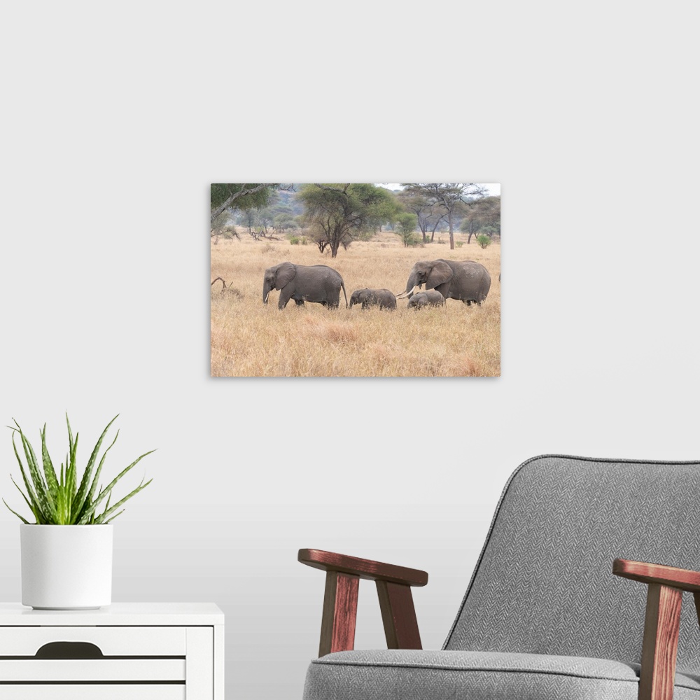 A modern room featuring Several elephants on the move during the great migration in Serengeti National Park, Tanzania, Af...