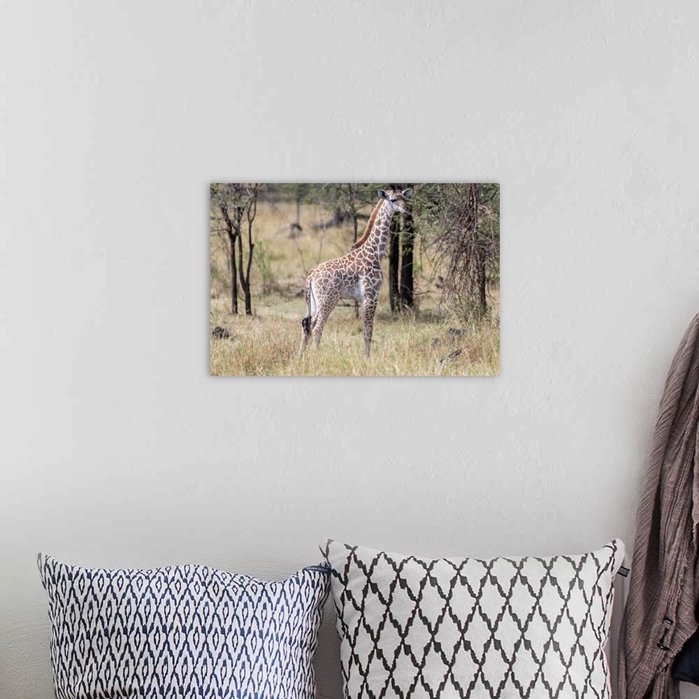 A bohemian room featuring A lone giraffe stands tall in brush and trees of the Serengeti